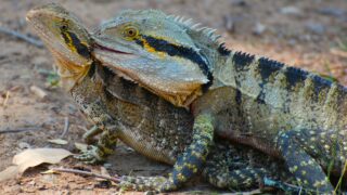 ウォータードラゴン属（Physignathus） - はちゅぽ！ 爬虫類ポータルサイト