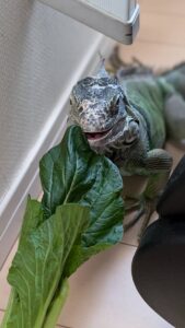 もちろんお野菜も！
