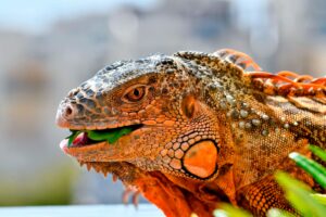 iguana eating a piece of lettuce